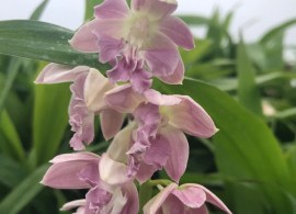 calanthe_striata3 — kopiya